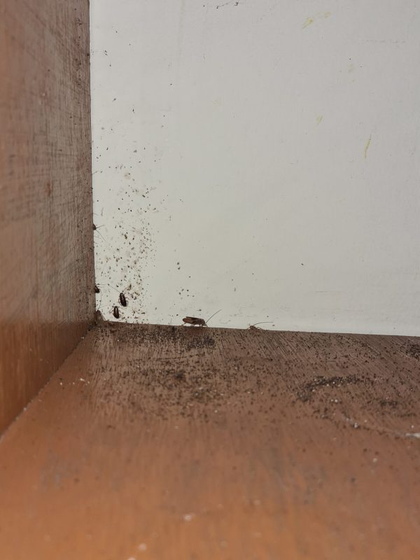 Kitchen cockroach gel treatment and pest inspection