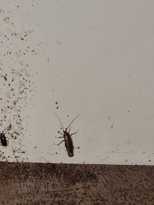 Kitchen cockroach gel treatment and pest inspection