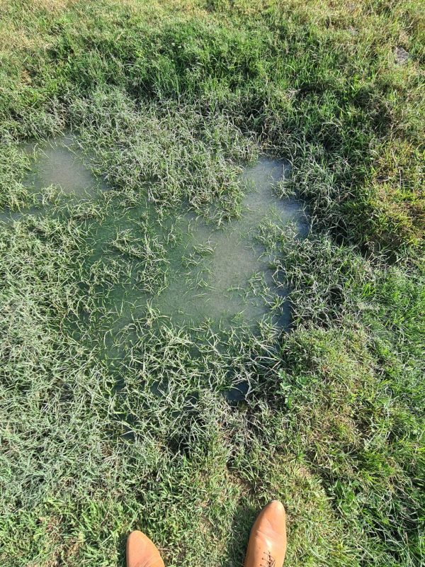 mosquito treatment near me gallery