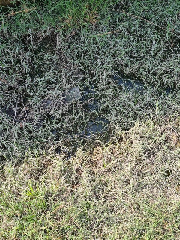 mosquito treatment near me gallery