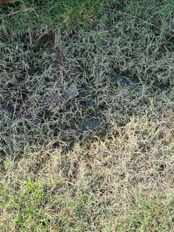 mosquito treatment near me gallery