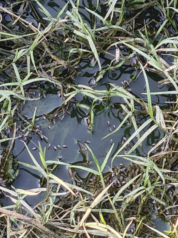 mosquito treatment near me gallery