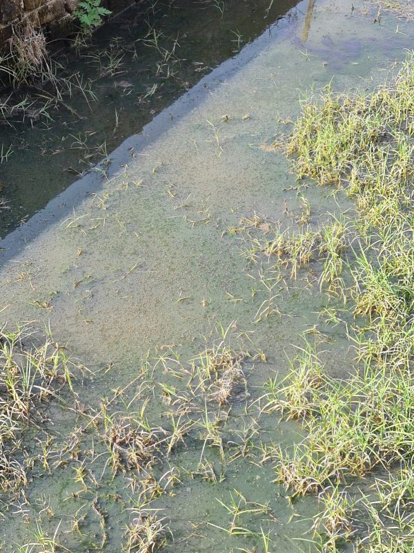 mosquito treatment near me gallery