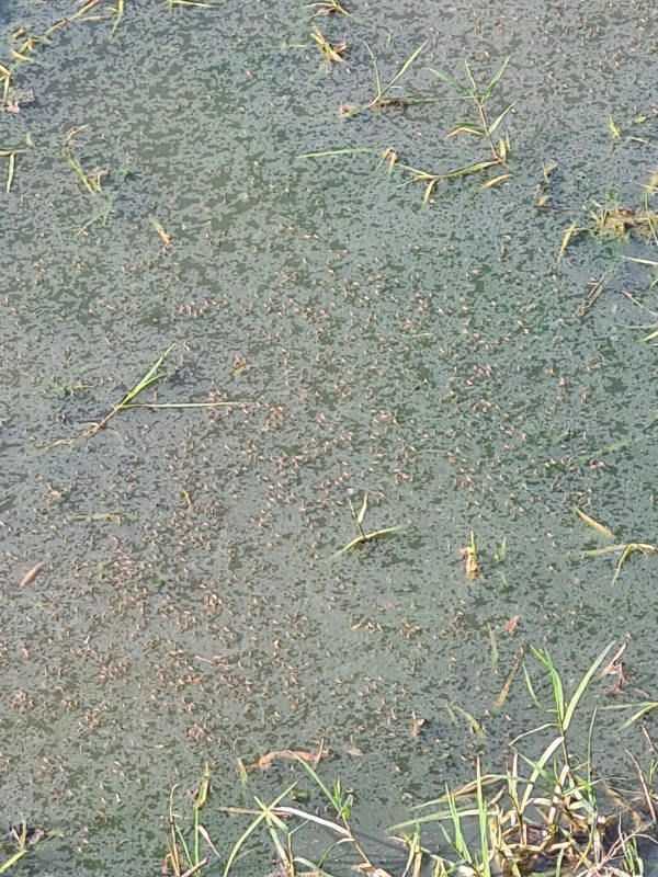 mosquito treatment near me gallery