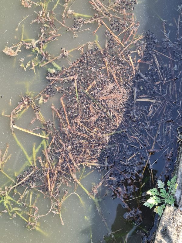 mosquito treatment near me gallery