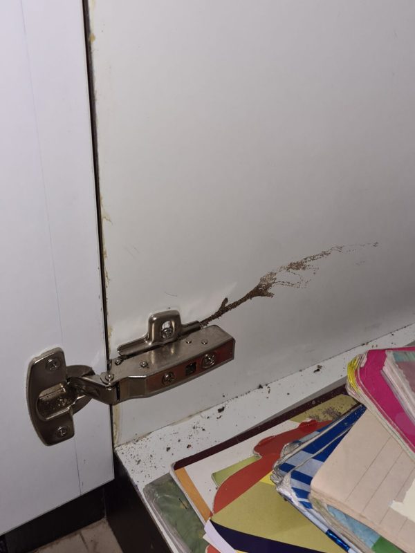 Professional termite treatment service in progress gallery