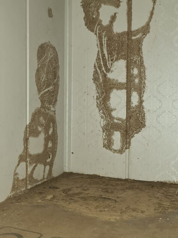 Professional termite treatment service in progress gallery