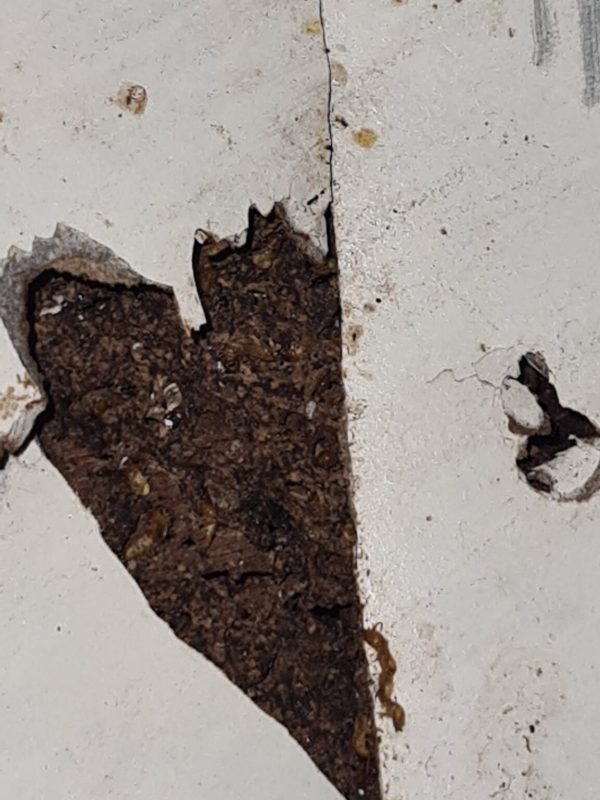 Professional termite treatment service in progress gallery