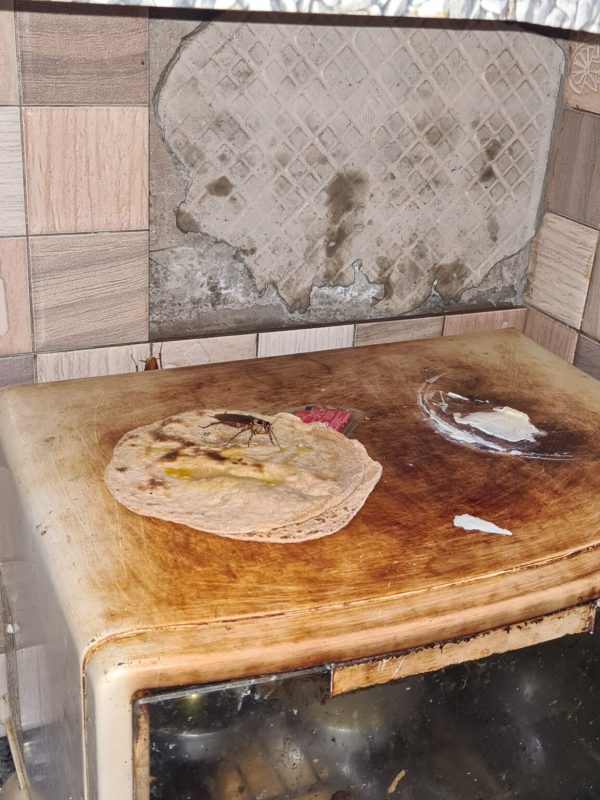 Professional termite treatment service in progress gallery