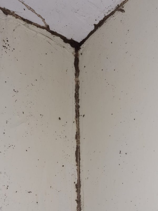 Professional termite treatment service in progress gallery