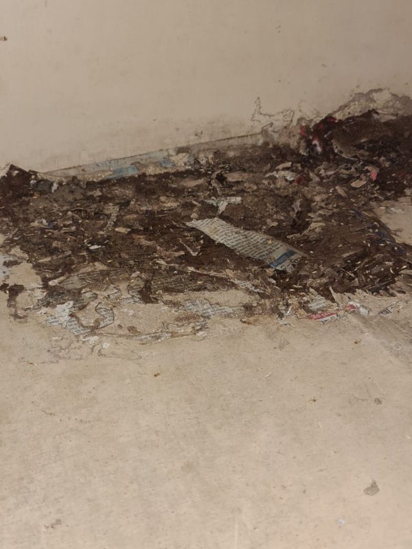 Professional termite treatment service in progress gallery