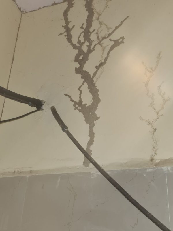 Professional termite treatment service in progress gallery