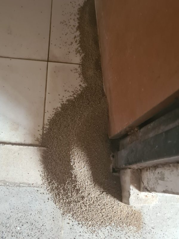 Professional termite treatment service in progress gallery