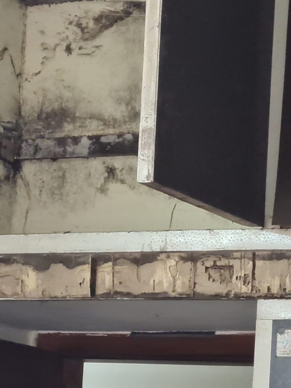 Professional termite treatment service in progress gallery