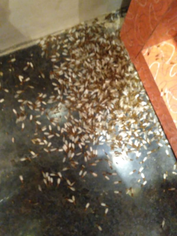 Kitchen cockroach gel treatment and pest inspection