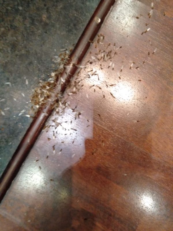 Kitchen cockroach gel treatment and pest inspection