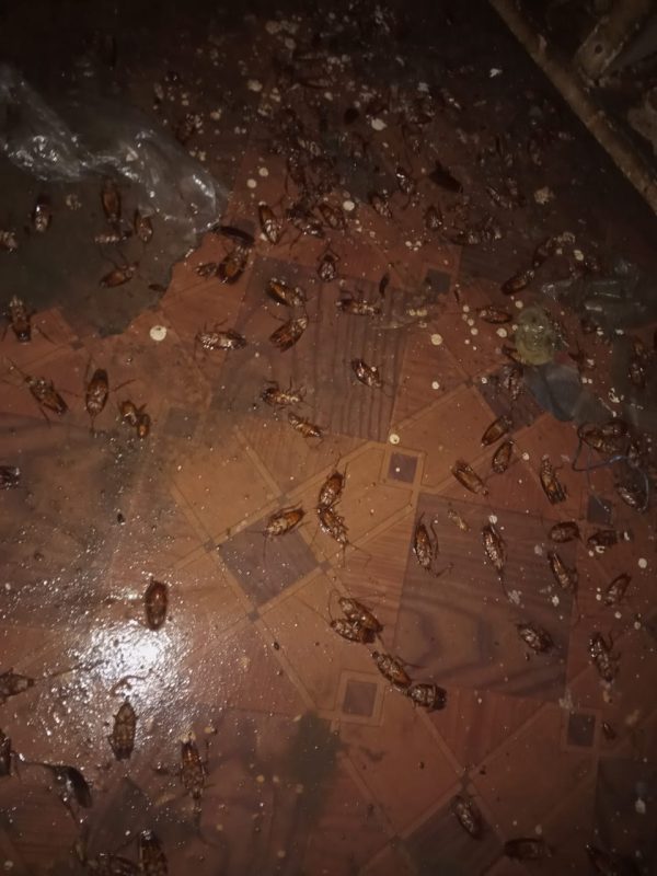 Kitchen cockroach gel treatment and pest inspection