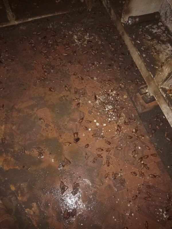 Kitchen cockroach gel treatment and pest inspection