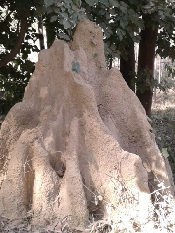 Professional termite treatment service in progress gallery