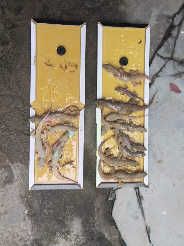 est control expert performing sanitization service gallery