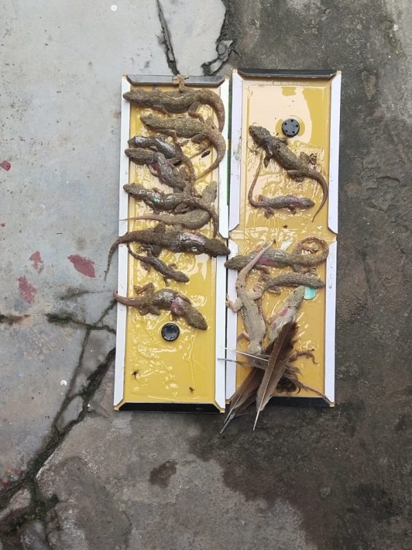 est control expert performing sanitization service gallery