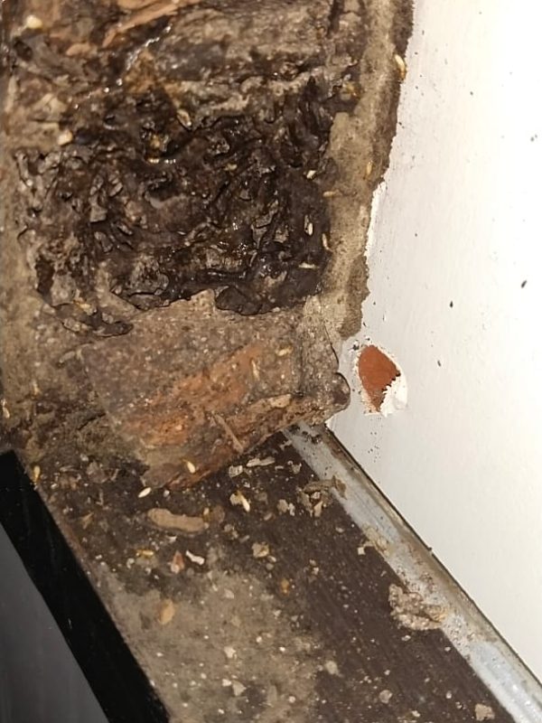 Professional termite treatment service in progress gallery