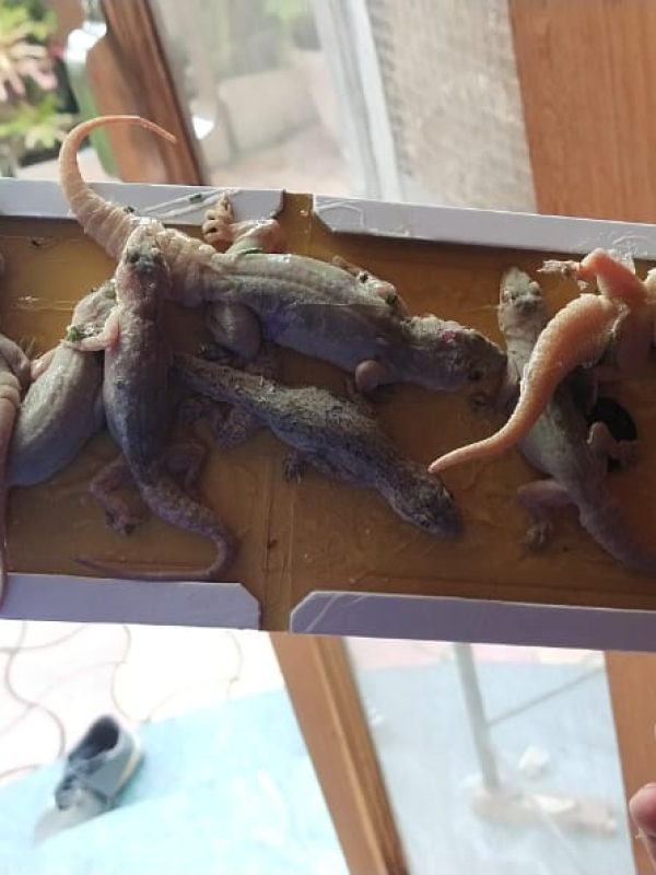 est control expert performing sanitization service gallery