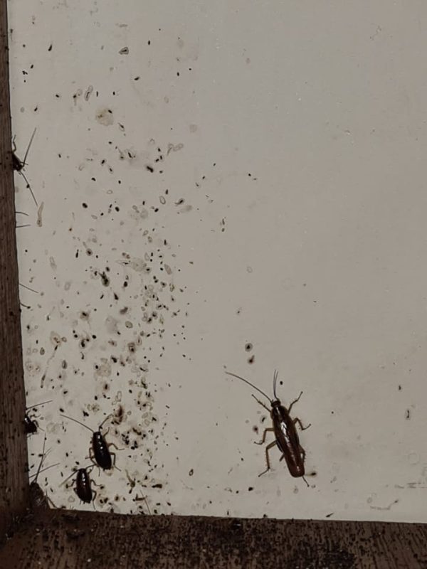 Kitchen cockroach gel treatment and pest inspection