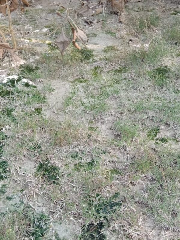 mosquito treatment near me gallery