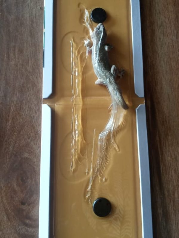 est control expert performing sanitization service gallery