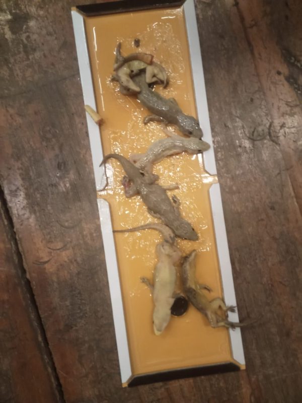 est control expert performing sanitization service gallery