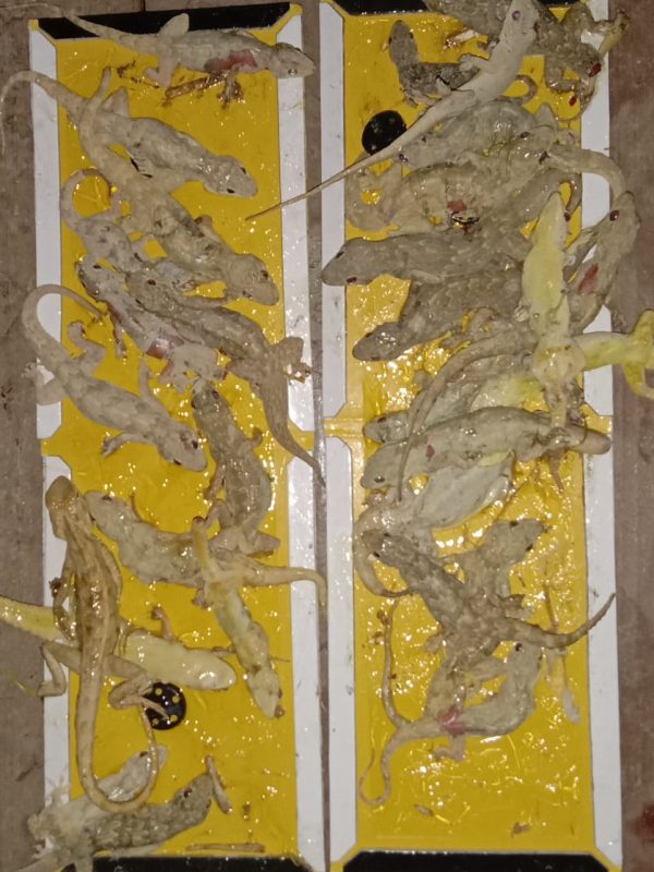 est control expert performing sanitization service gallery