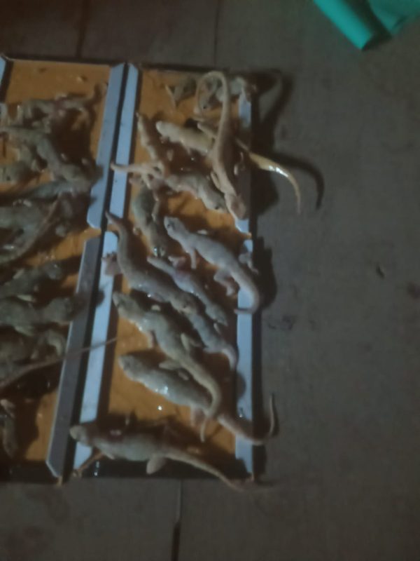 est control expert performing sanitization service gallery