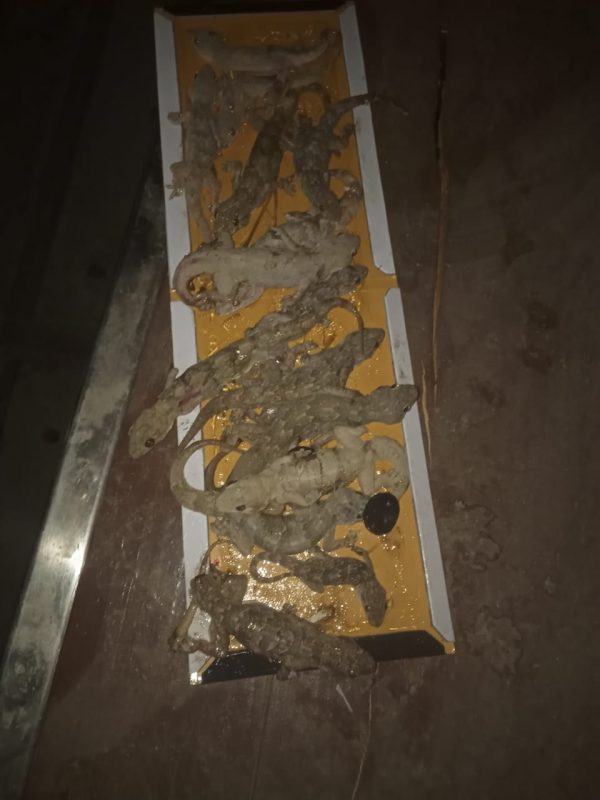 est control expert performing sanitization service gallery