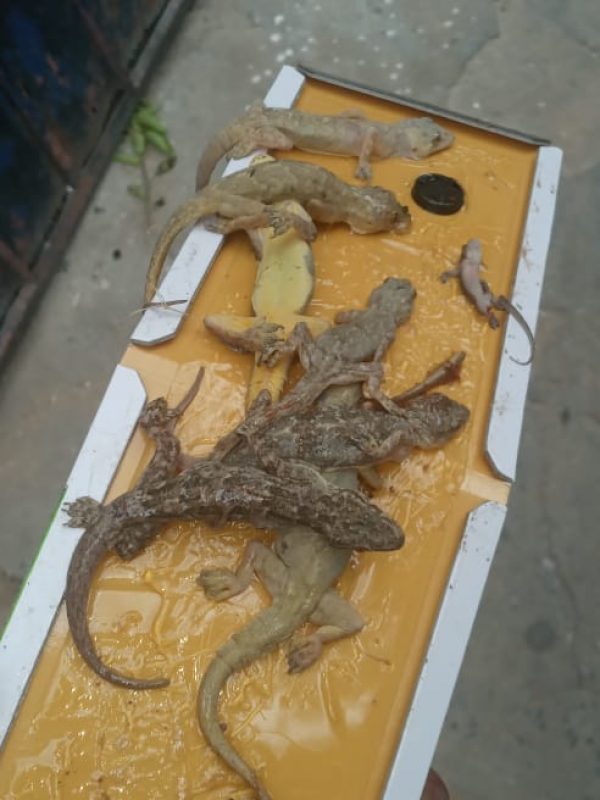 est control expert performing sanitization service gallery