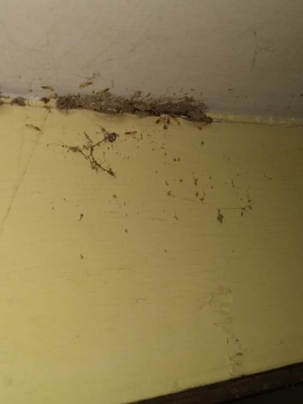 est control expert performing sanitization service gallery