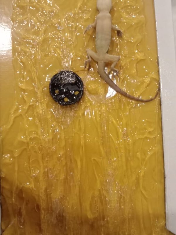 est control expert performing sanitization service gallery